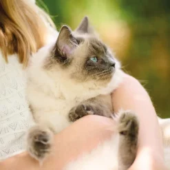 Beaphar Bocaditos anti estrés para gatos Discount