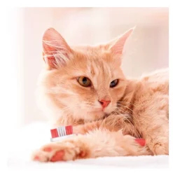 Beaphar Kit Dental para perros