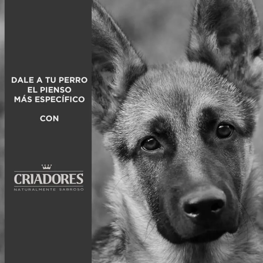 Criadores Adulto Salmón y Arroz pienso para perros de razas medianas y grandes Discount