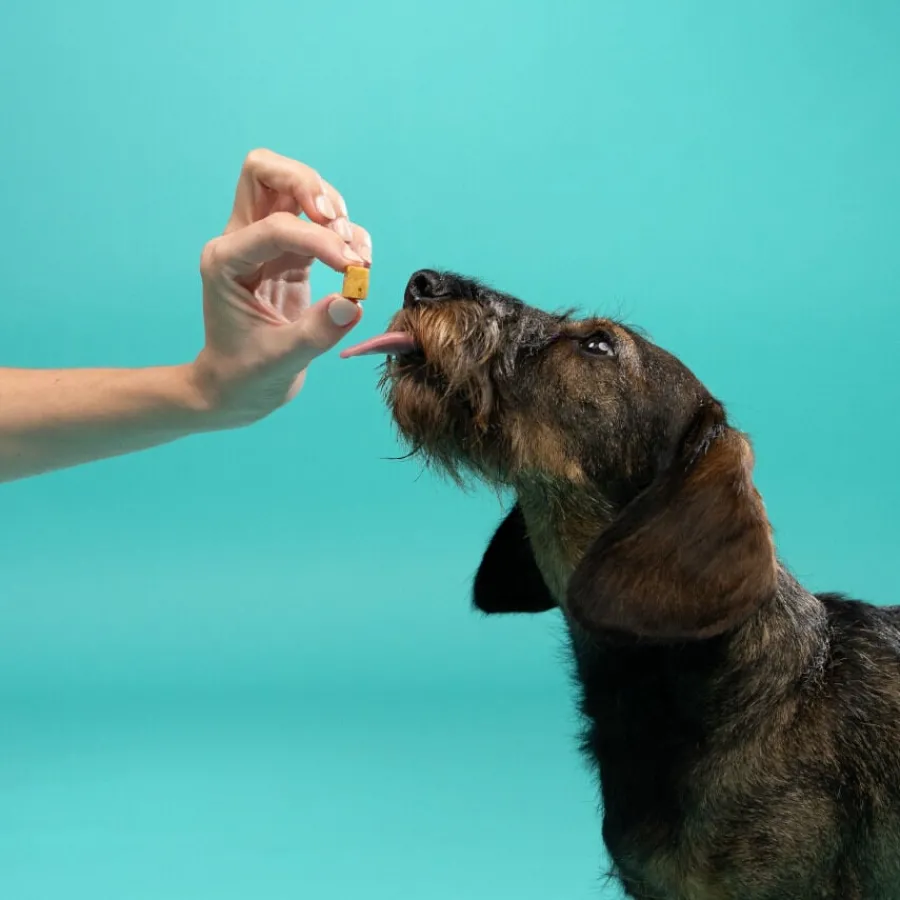 Edgard & Cooper Bocaditos Mini de Manzana snack para perros Outlet
