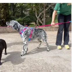 Freedog Cool Pro Tech Correa Refrescante Fucsia para perros Online