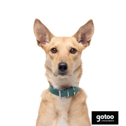 Gotoo Collar Biothane verde para perros Online