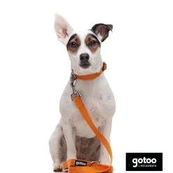 Gotoo Collar de nylon reflectante naranja para perros Online