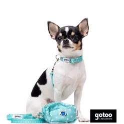 Gotoo Set Correa y Collar estampado con estrellas verde para perros Hot