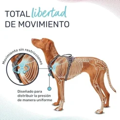 Company Of Animals Halti arnés anatómico con asa verde para perros Hot