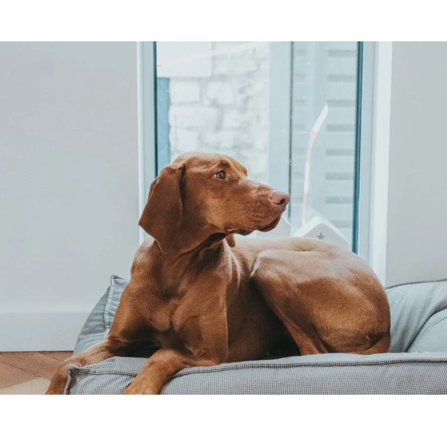 Hunter Lancaster Cama Gris para perros Outlet