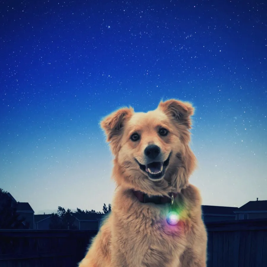 Nite Ize SpotLit Colgante Led para perros Clearance