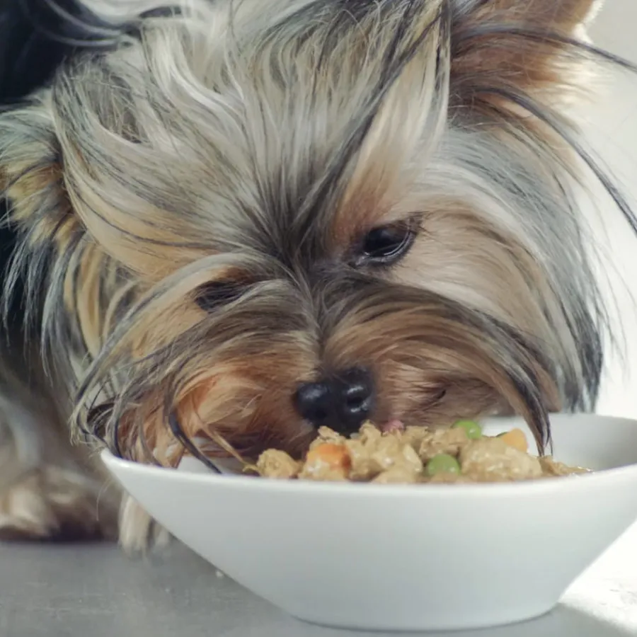 Purina One One Adult Mini Small Pollo y Cordero en Salsa sobre para perros Discount