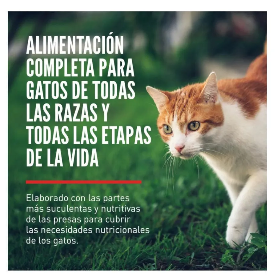 Orijen Regional Red pienso para gatos y gatitos Outlet