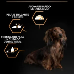 Pro Plan Adult Small y Mini Pollo pienso para perros New