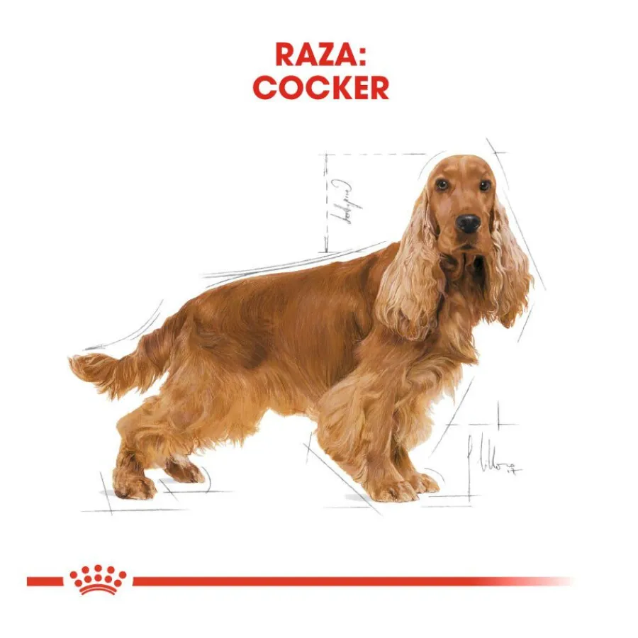 Royal Canin Adult Cocker pienso para perros New