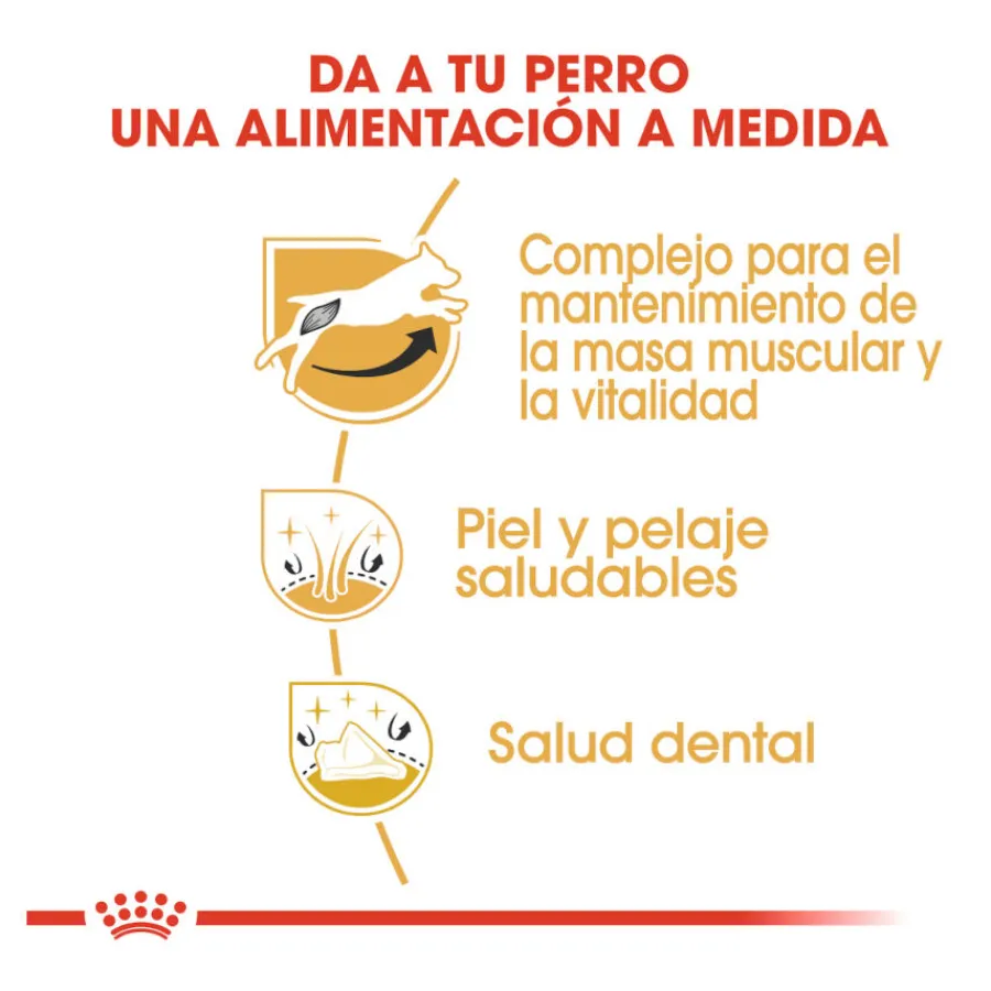 Royal Canin Adult Jack Russell Terrier pienso para perros Discount