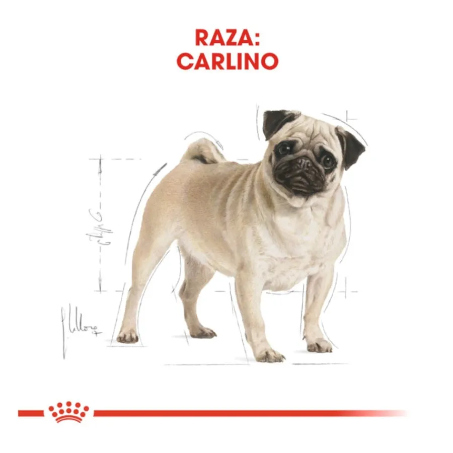 Royal Canin Adult Pug pienso para perros Discount