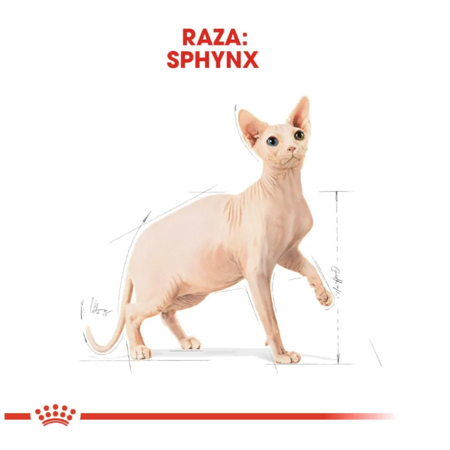 Royal Canin Adult Sphynx pienso para gatos Discount