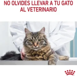 Royal Canin Appetite Control Care pienso para gatos Hot