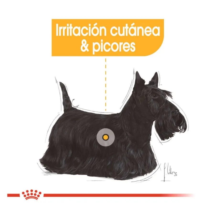 Royal Canin Dermacomfort Mini pienso para perros Discount