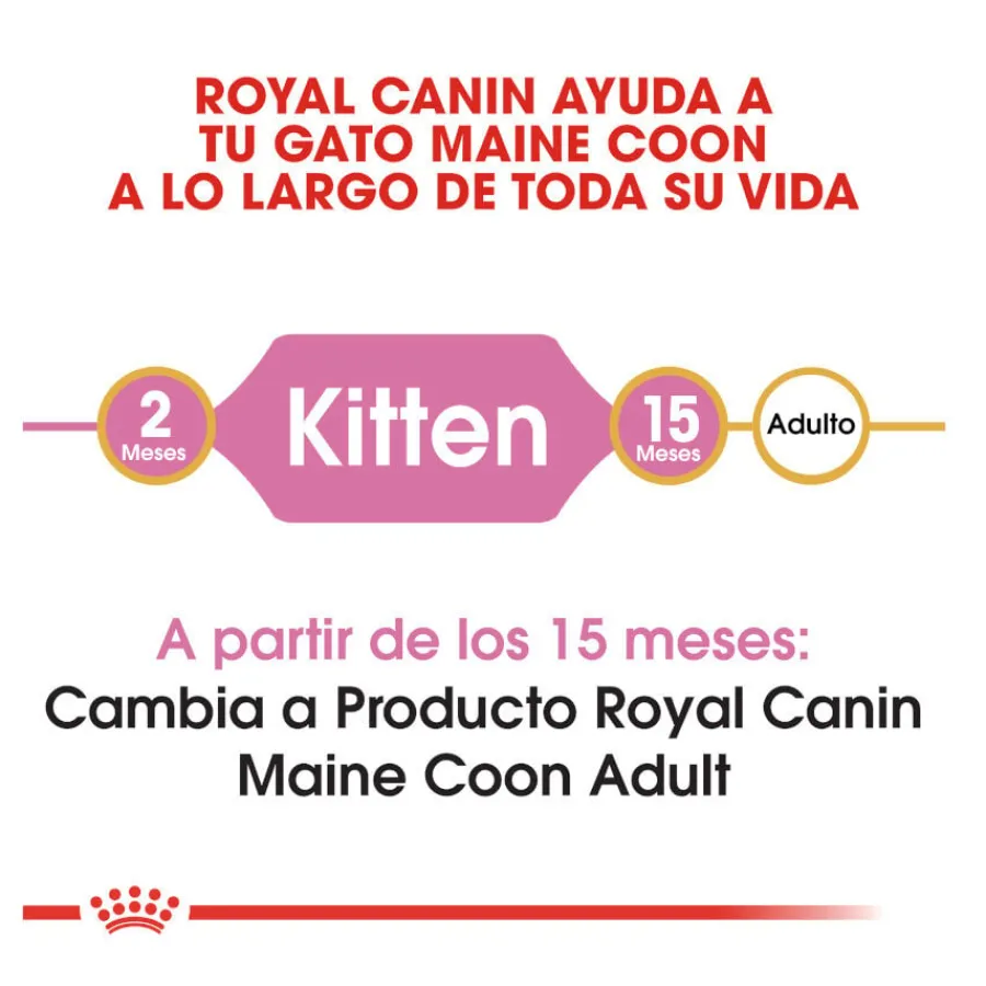 Royal Canin Kitten Maine Coon pienso para gatos
