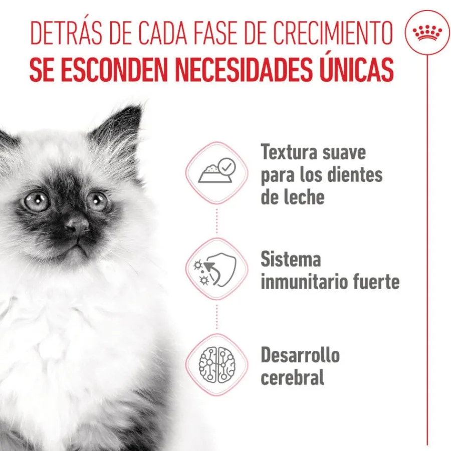 Royal Canin Kitten paté sobre para gatos Sale