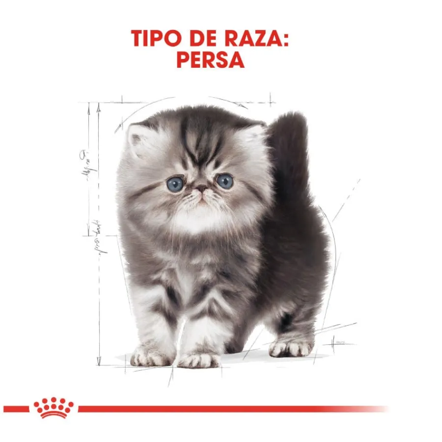 Royal Canin Kitten Persia pienso para gatos Best