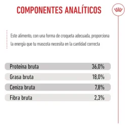 Royal Canin Kitten pienso para gatos New
