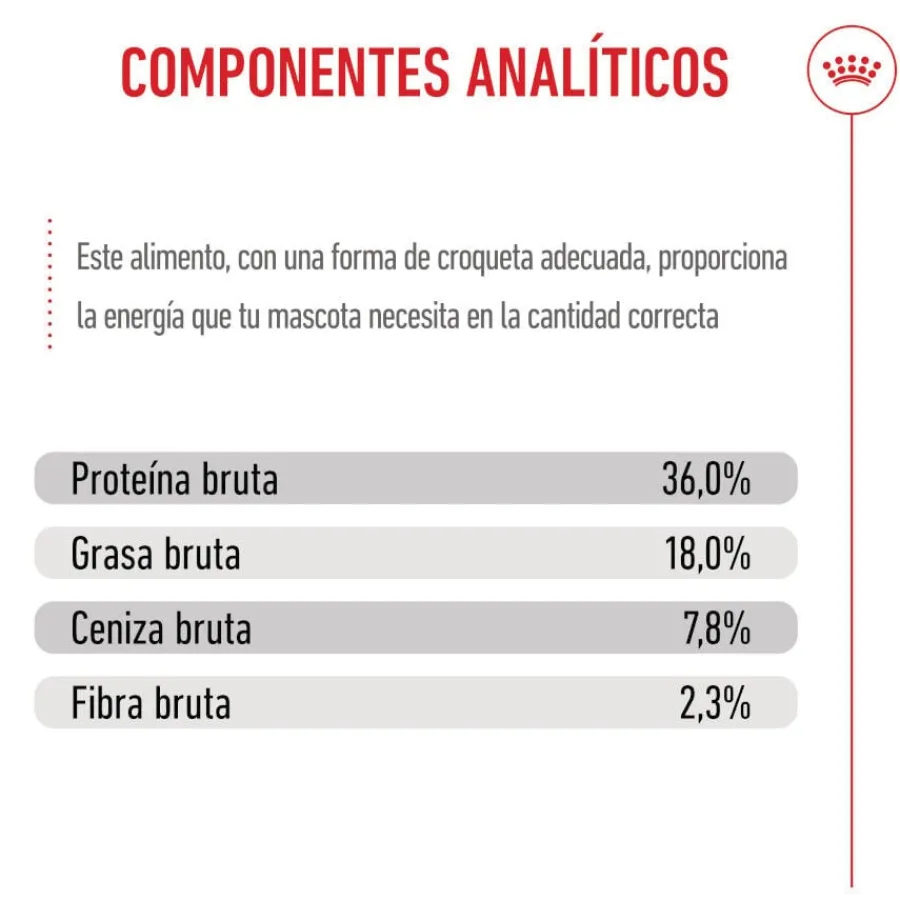 Royal Canin Kitten pienso para gatos New