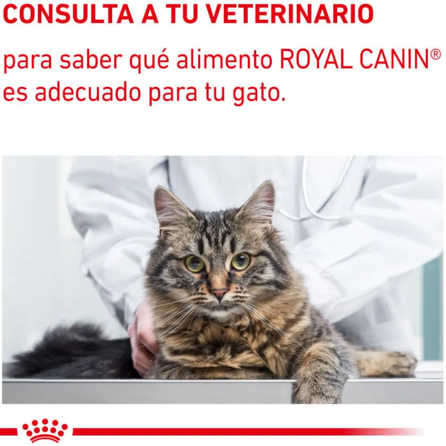 Royal Canin Mature Consult Balance Paté sobre para gatos Online