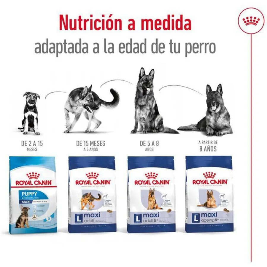 Royal Canin Maxi Adult 5+ pienso para perros senior de raza grande Sale