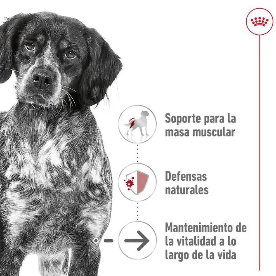 Royal Canin Medium 10+ Ageing pienso para perros Sale