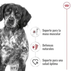 Royal Canin Medium Adult Sobre en salsa para perros Discount