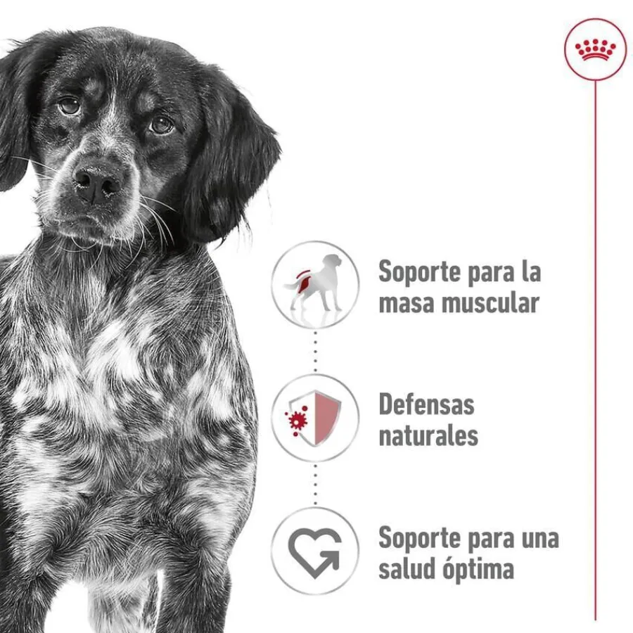 Royal Canin Medium Adult Sobre en salsa para perros Discount