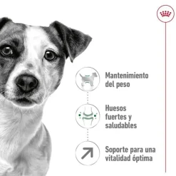 Royal Canin Mini 8+ Adult pienso para perros New