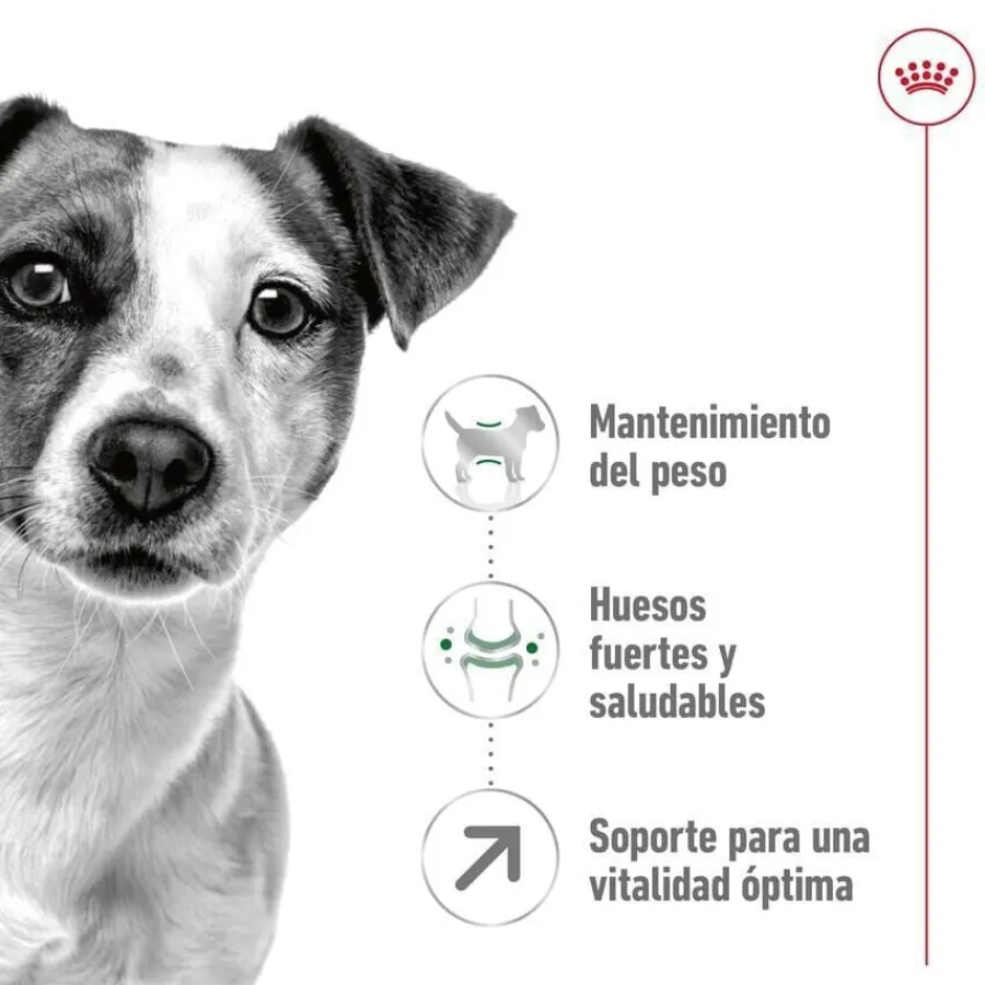 Royal Canin Mini 8+ Adult pienso para perros New
