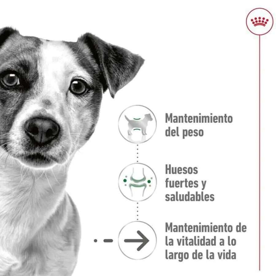 Royal Canin Mini Ageing +12 pienso para perros Discount
