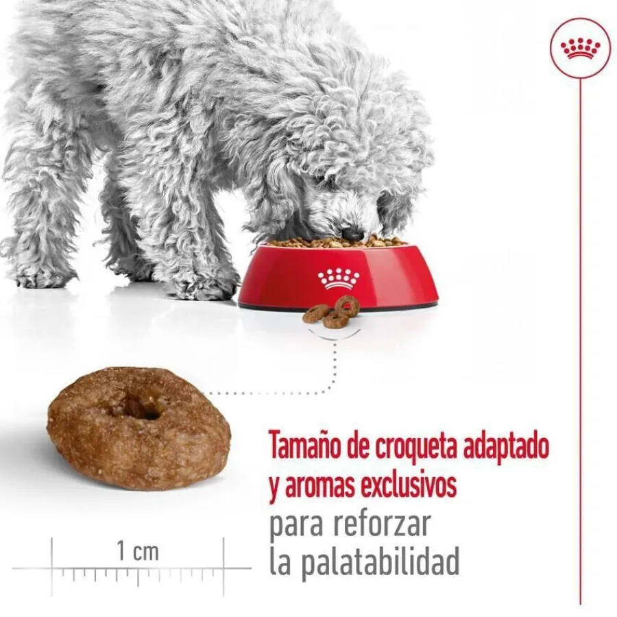 Royal Canin Mini Ageing +12 pienso para perros Discount