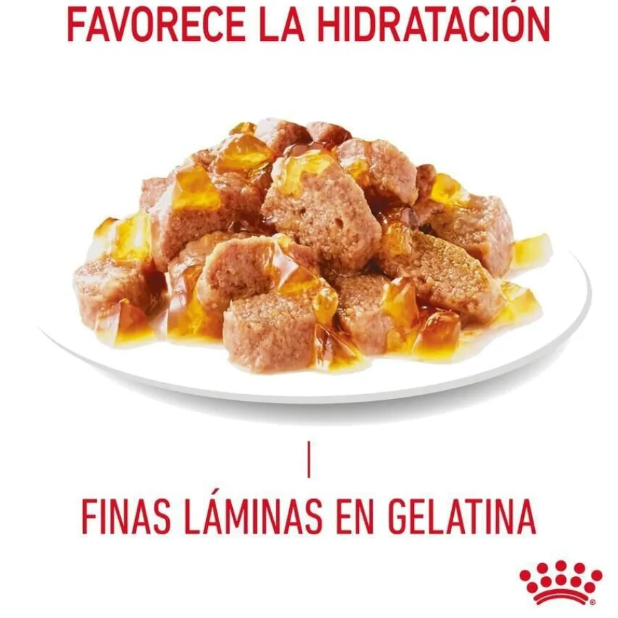 Royal Canin Nutrition Appetite Control Care gelatina para gatos New