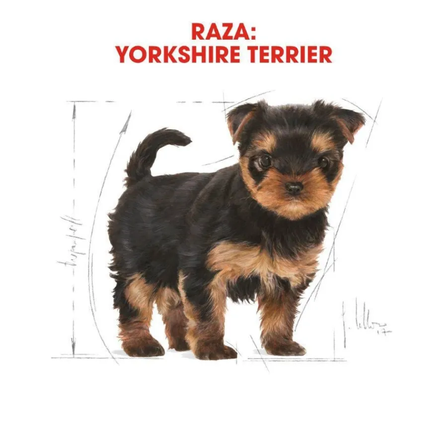 Royal Canin Puppy Yorkshire Terrier pienso para cachorros Outlet