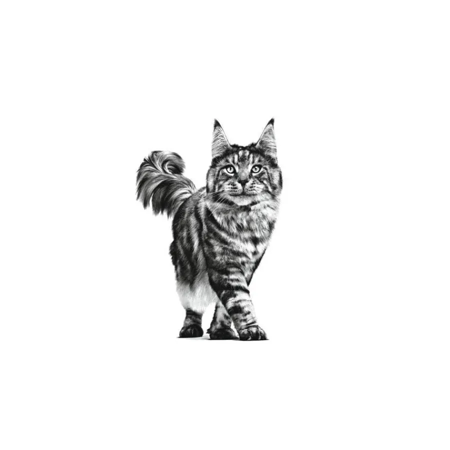 Royal Canin Senior Consult Stage 2 sobre para gatos Best