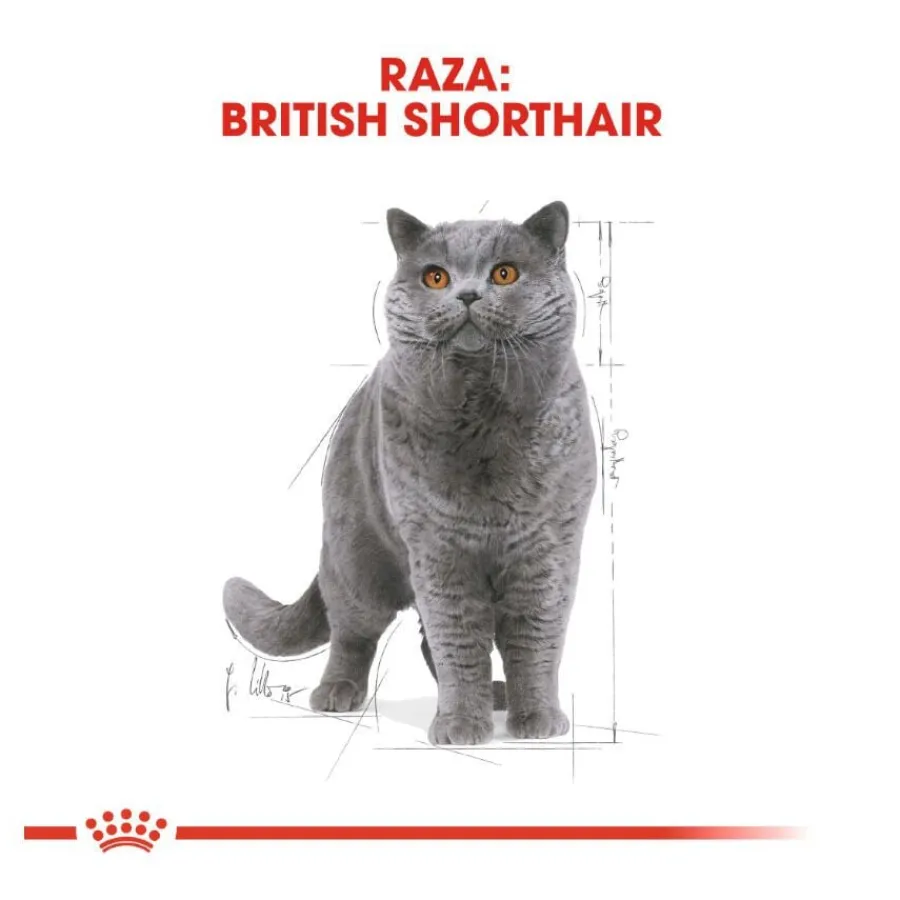 Royal Canin Sobre en Salsa British Shorthair Adult New