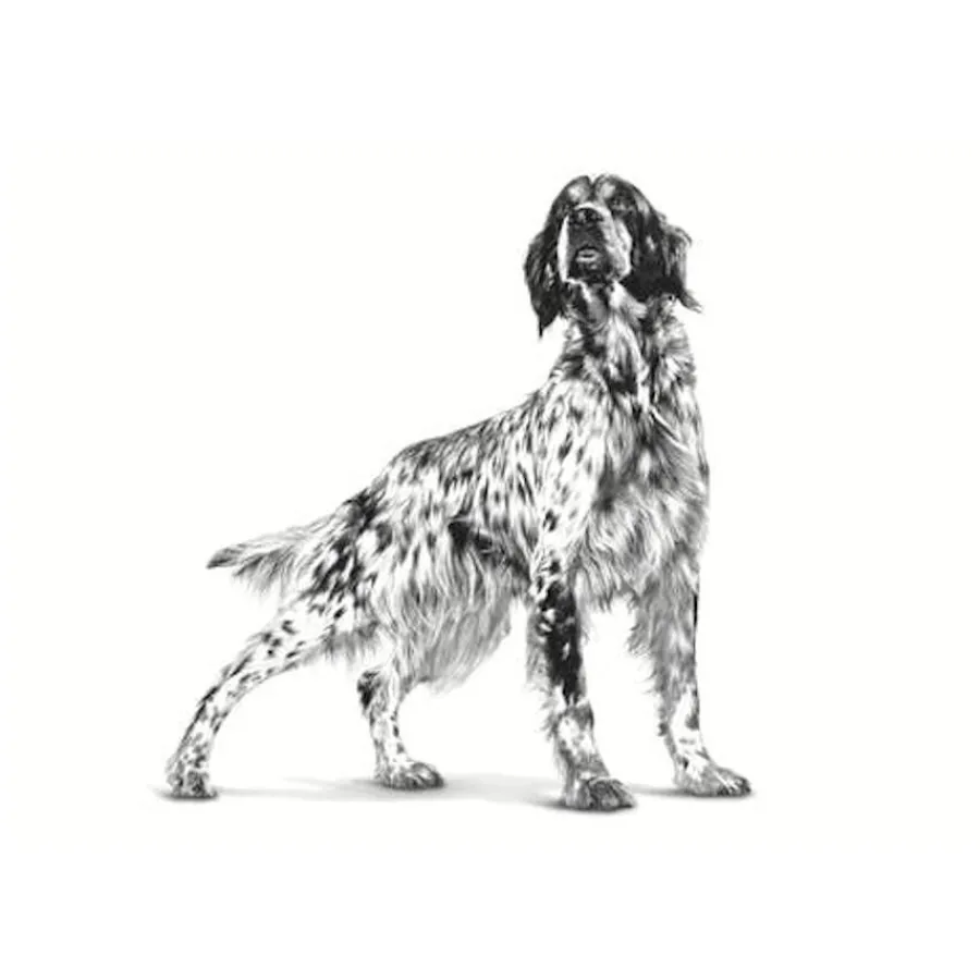 Royal Canin Veterinary Cardiac Lata para perros Best